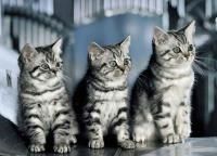 «Кошки, которые ждут нас дома»